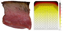 Using COMSOL Multiphysics to Model Crust Development at the Surface of ...